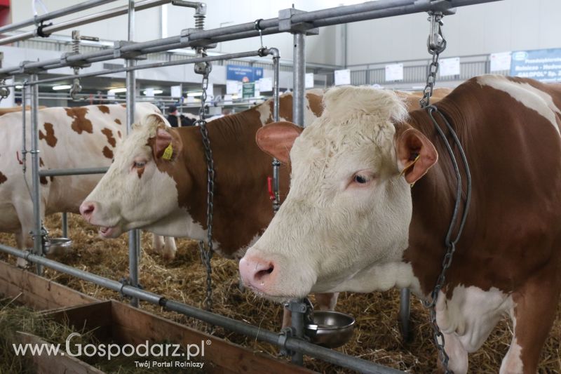 Krajowa Wystawa Zwierząt Hodowlanych w Poznaniu 2017 (piątek, 5 maja)