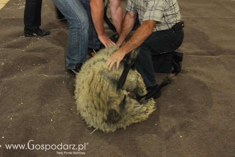 X Wystawa Ras Rodzimych - Wręczenie nagród
