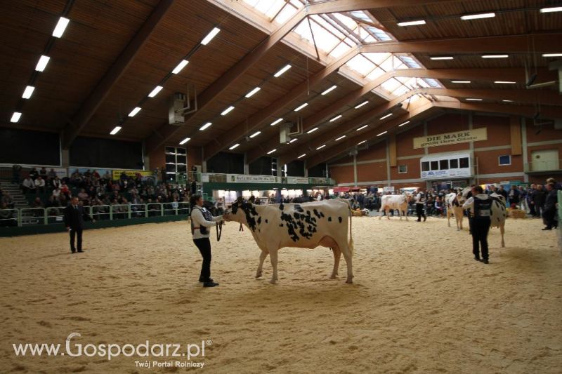 Wystawa  Blickpunkt Rind 2013 w miejscowości Paaren/Glien (Niemcy)