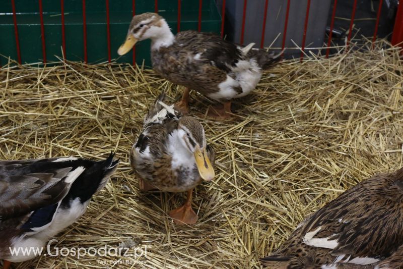 Krajowa Wystawa Zwierząt Hodowlanych w Poznaniu 2017 (sobota, 6 maja)