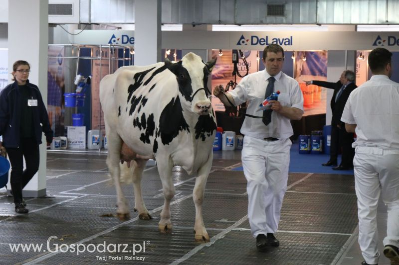 Krajowa Wystawa Zwierząt Hodowlanych w Poznaniu 2017 (piątek, 5 maja)