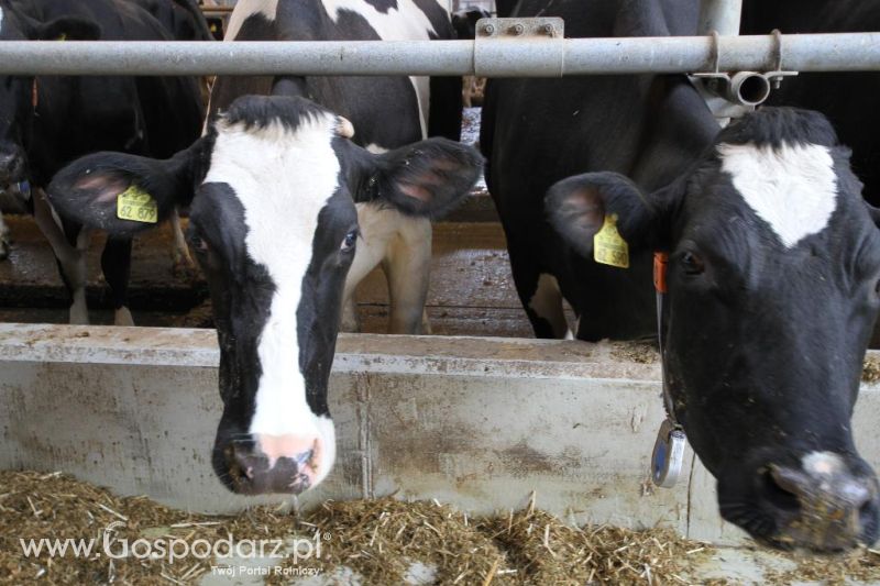 Wyjazd studyjny na farmę Langengrassau w Niemczech