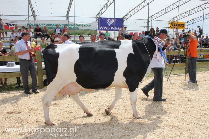 Superchampioni i championi Śląskiej Wystawy Bydła Mlecznego Opolagra 2011