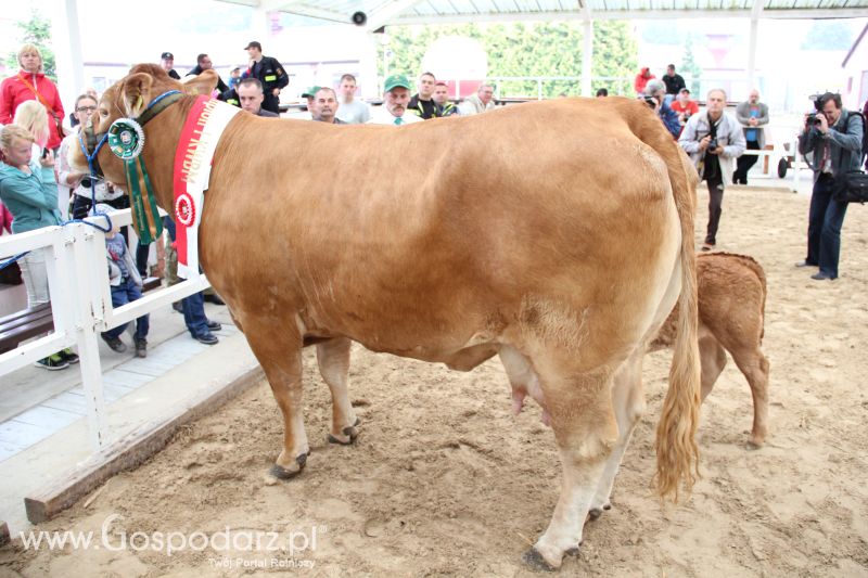 I Krajowa Wystawa Bydła Mięsnego w Sielinku - niedziela
