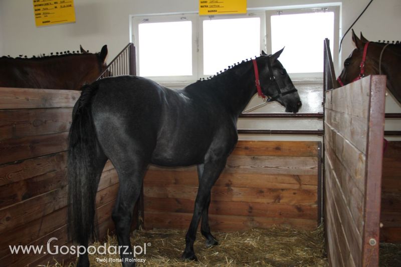 Zielone AGRO SHOW – POLSKIE ZBOŻA 2014 w Sielinku - sobota