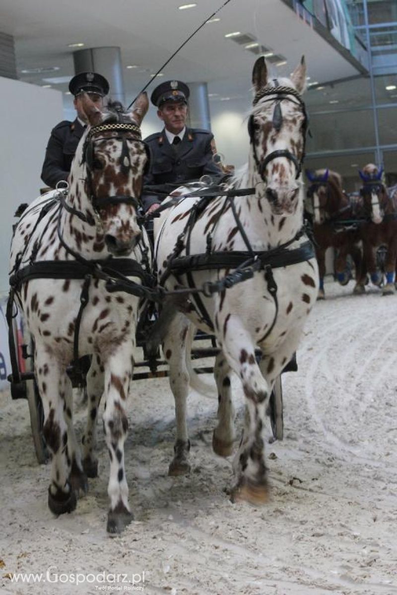 CAVALIADA 2013 w Poznaniu