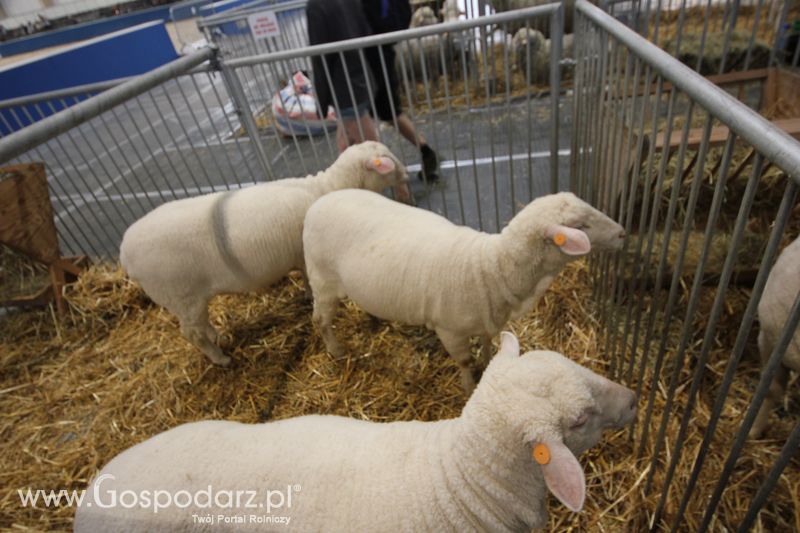 KWZH 2015 piątek