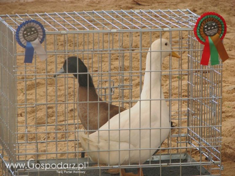 Krajowa Wystawa Ras Rodzimych Rudawka Rymanowska 2012 dzień 2