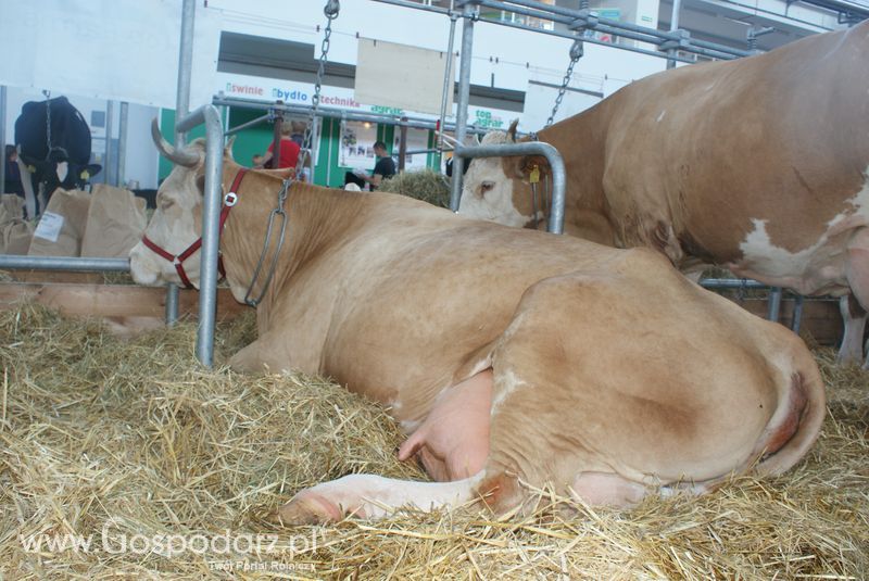 Bydło mleczne na XXV Krajowej Wystawie Zwierząt Hodowlanych
