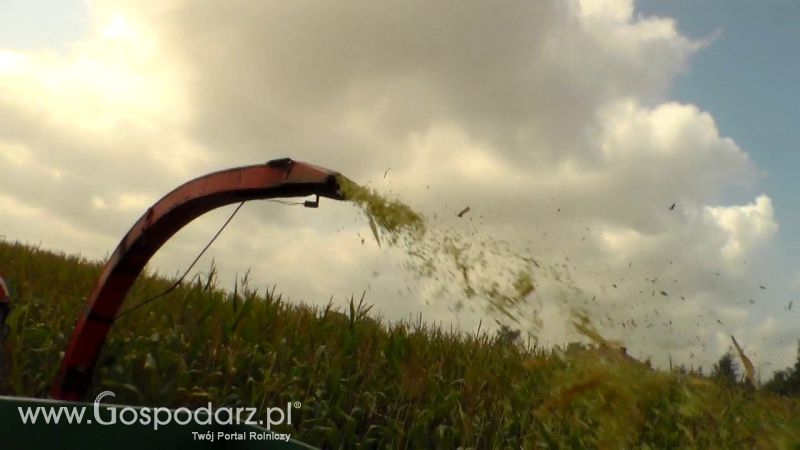 Kiszonka 2013