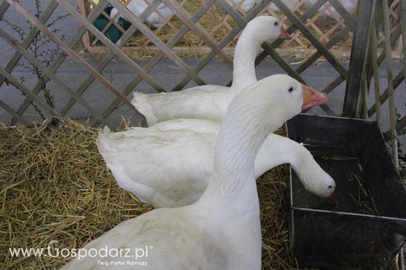 XXVI Krajowa Wystawa Zwierząt Hodowlanych - sobota i niedziela