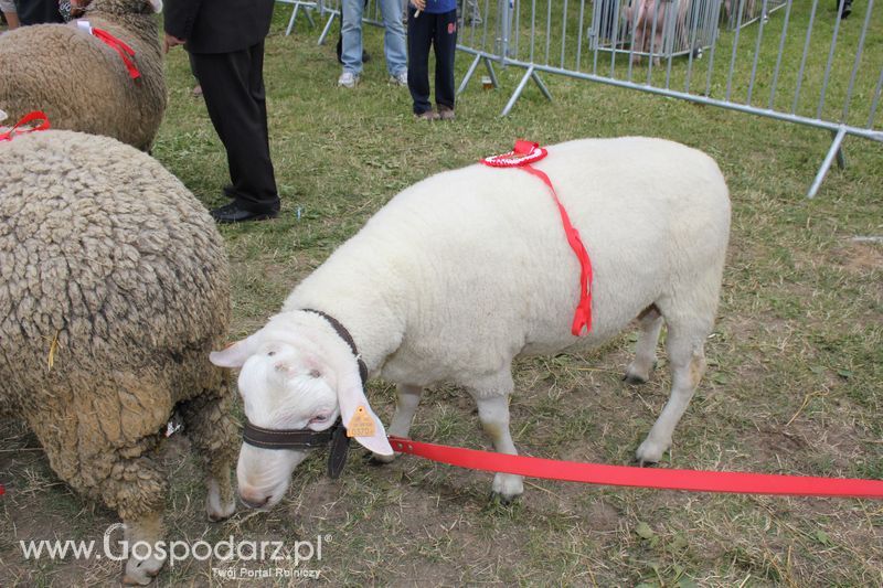 Wręczenie nagród na XVIII Regionalnej Wystawie Zwierząt Hodowlanych w Szepietowie