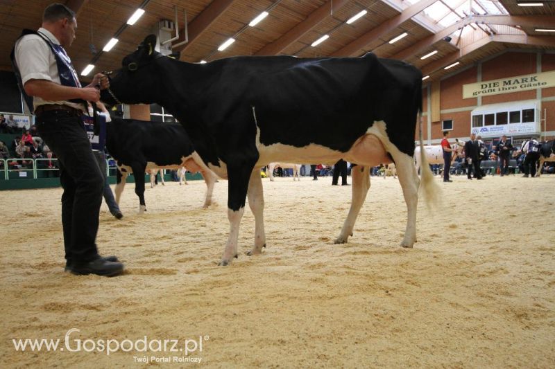 Wystawa  Blickpunkt Rind 2013 w miejscowości Paaren/Glien (Niemcy)