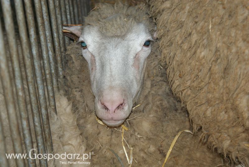 Owce i kozy na XXV Krajowej Wystawie Zwierząt Hodowlanych