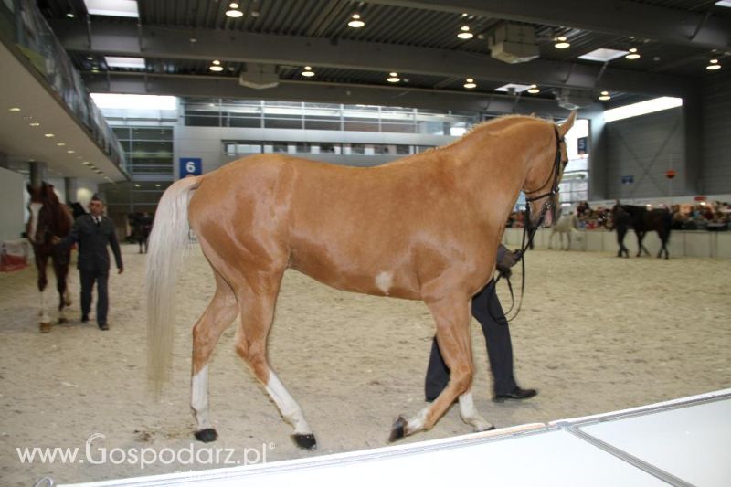 CAVALIADA 2013 w Poznaniu