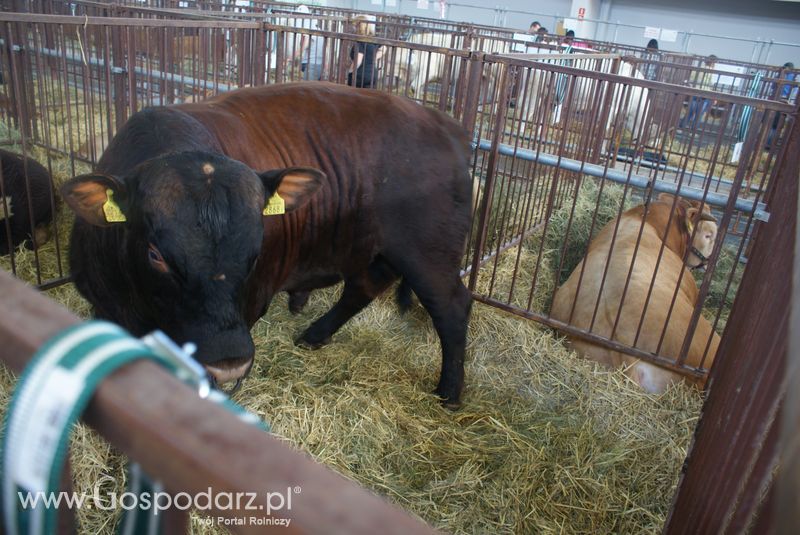Bydło mięsne na XXV Krajowej Wystawie Zwierząt Hodowlanych