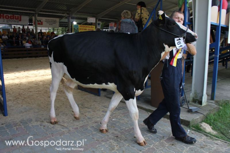 Bydło - Szepietowo 2012 XIX Regionalna Wystawa Zwierząt Hodowlanych