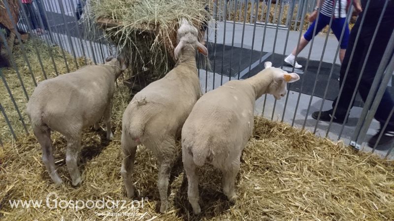 Narodowa Wystawa Zwierząt Hodowlanych 2019