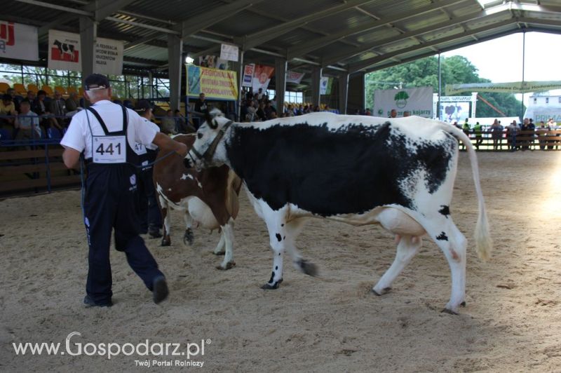 Bydło - Szepietowo 2012 XIX Regionalna Wystawa Zwierząt Hodowlanych