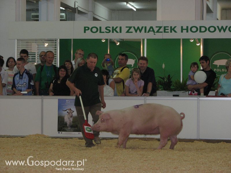 Lochy, knury na XXV Krajowej Wystawie Zwierząt Hodowlanych