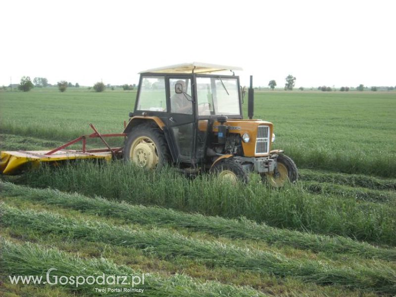 pierwsze sianokosy w roli głownej ursus c330M...