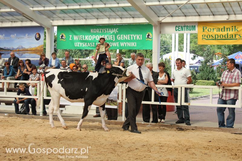 Czempioni XVII Regionalnej Wystawy Zwierząt Hodowlanych Sielinko 2011