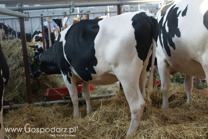 Bydło mleczne na XXV Krajowej Wystawie Zwierząt Hodowlanych