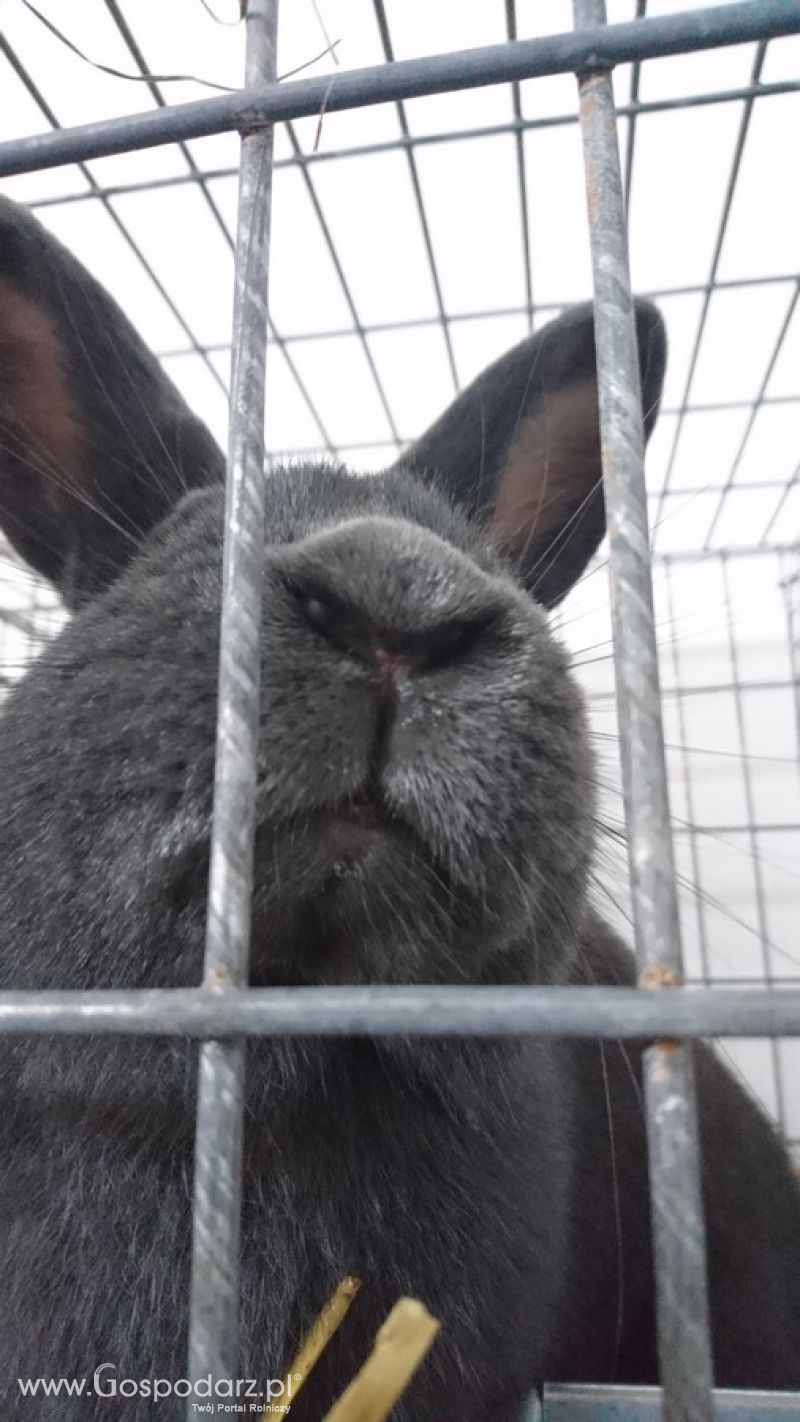 Narodowa Wystawa Zwierząt Hodowlanych 2019