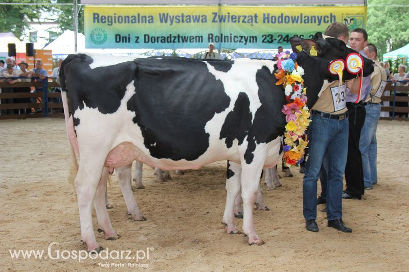 Bydło - Szepietowo 2012 XIX Regionalna Wystawa Zwierząt Hodowlanych