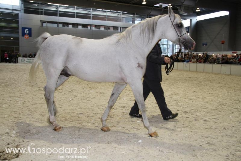 CAVALIADA 2013 w Poznaniu