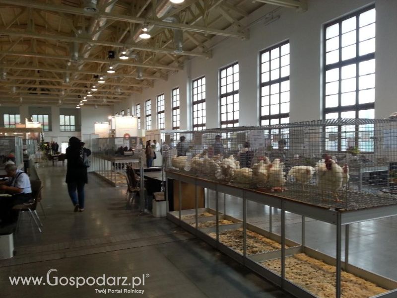 XXVI Krajowa Wystawa Zwierząt Hodowlanych - sobota i niedziela