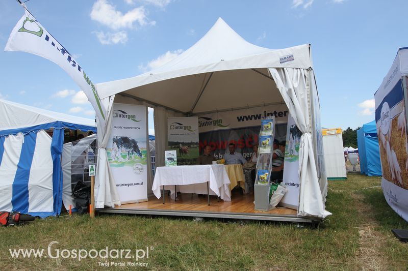 Intergen na OPOLAGRZE 2015