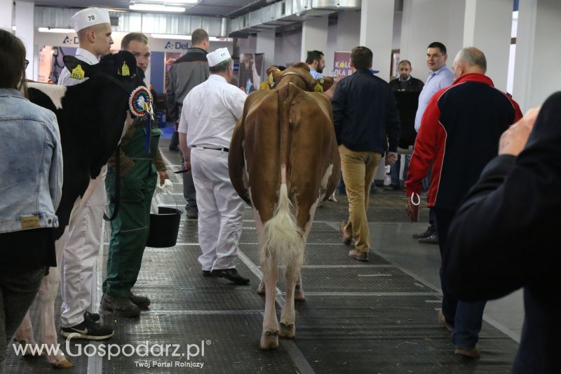 Krajowa Wystawa Zwierząt Hodowlanych w Poznaniu 2017 (sobota, 6 maja)