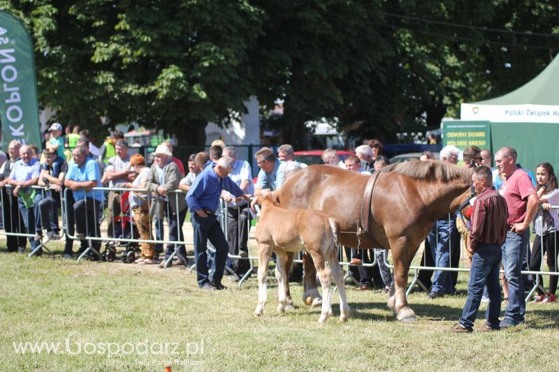 Wystawa zwierząt w Szepietowie