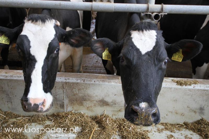 Wyjazd studyjny na farmę Langengrassau w Niemczech