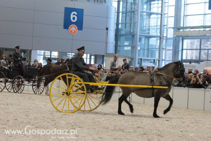 CAVALIADA 2013 w Poznaniu