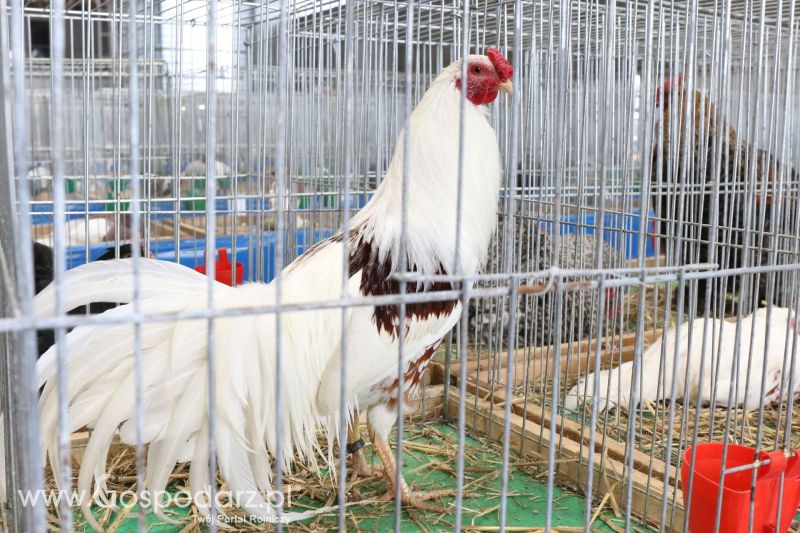 Krajowa Wystawa Zwierząt Hodowlanych w Poznaniu 2017 (sobota, 6 maja)