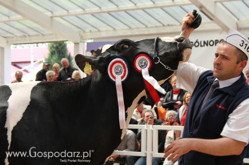 Championi VII Ogólnopolskiej Wystawy Bydła Hodowlanego - Sielinko 2012