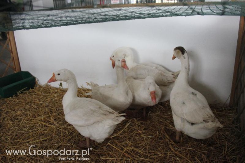 XXVI Krajowa Wystawa Zwierząt Hodowlanych - sobota i niedziela