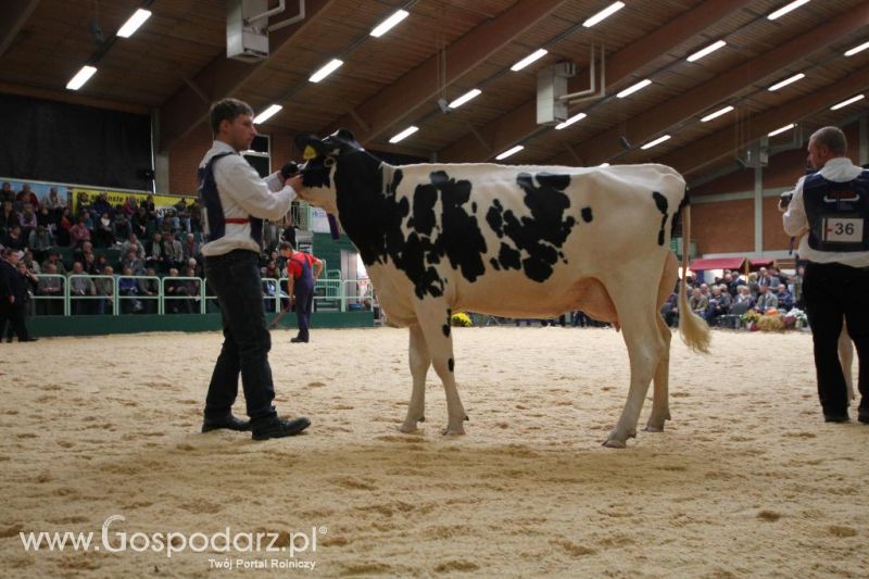 Wystawa  Blickpunkt Rind 2013 w miejscowości Paaren/Glien (Niemcy)