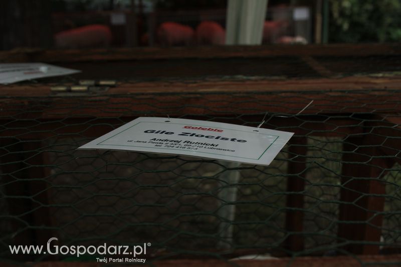 XX Targi Rolnicze Lubniewice - zwierzęta