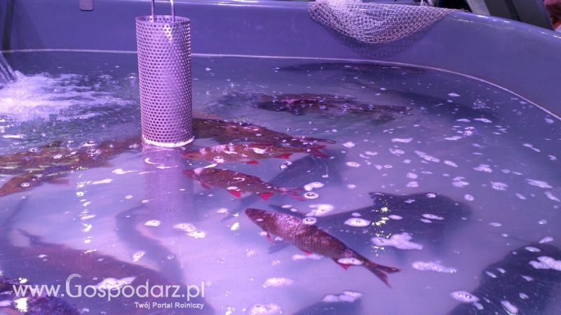 KWZH 2015. Bliskie spotkania ze zwierzętami hodowlanymi