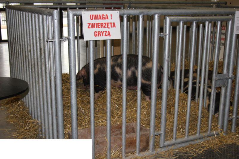 Międzynarodowe Targi Hodowli Zwierząt FARMA