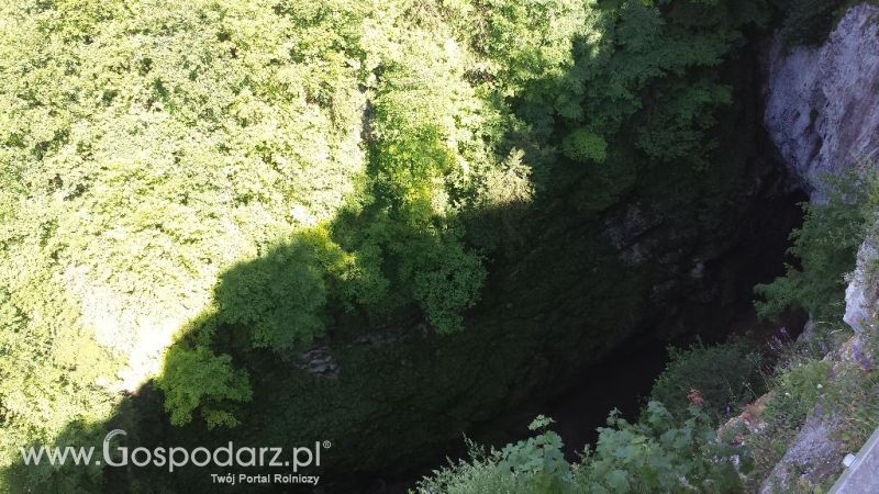 Precyzyjni Gospodarze w Czechach
