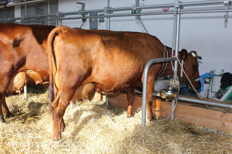 XXV Krajowa Wystawa Zwierząt Hodowlanych Niedziela