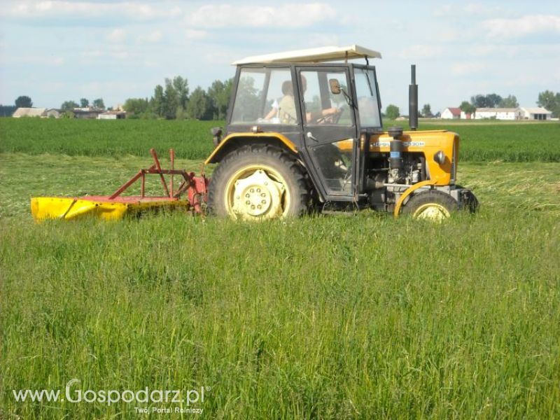 pierwsze sianokosy w roli głownej ursus c330M...