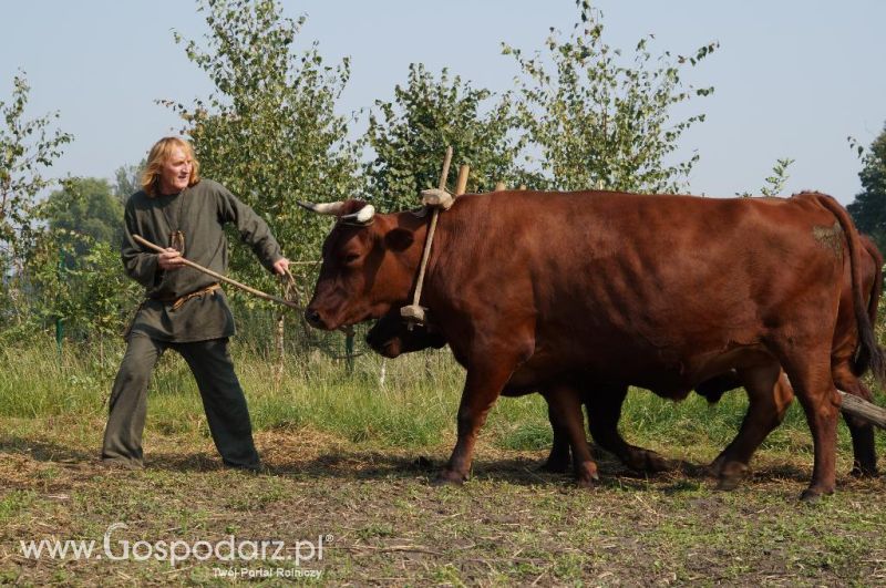 Biskupin - wioska pierwszych rolników