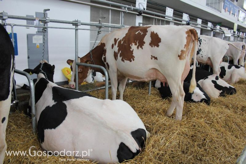 XXVI Krajowa Wystawa Zwierząt Hodowlanych - sobota i niedziela