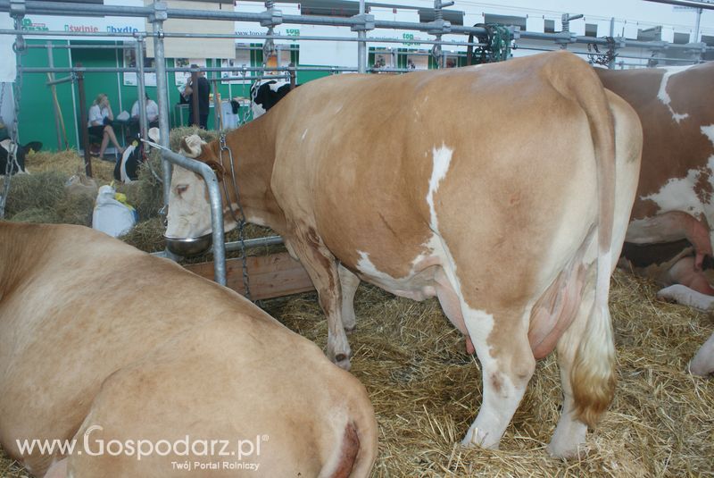 Bydło mleczne na XXV Krajowej Wystawie Zwierząt Hodowlanych