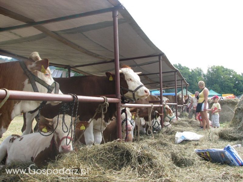 Krajowa Wystawa Ras Rodzimych Rudawka Rymanowska 2012 dzień 2